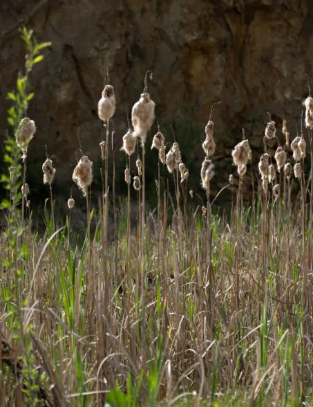 natural plants taking over an abondend quarry