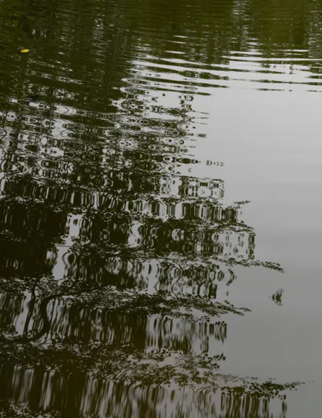 reflecting water of a natural pond